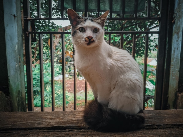 A cat sits on a wooden bench in front of a garden.