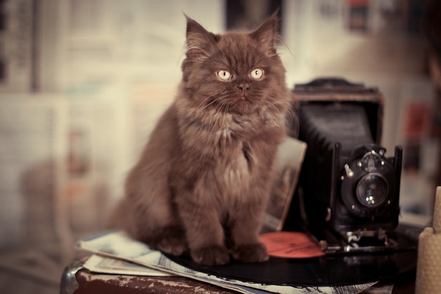 Cat sitting next to an antique camera