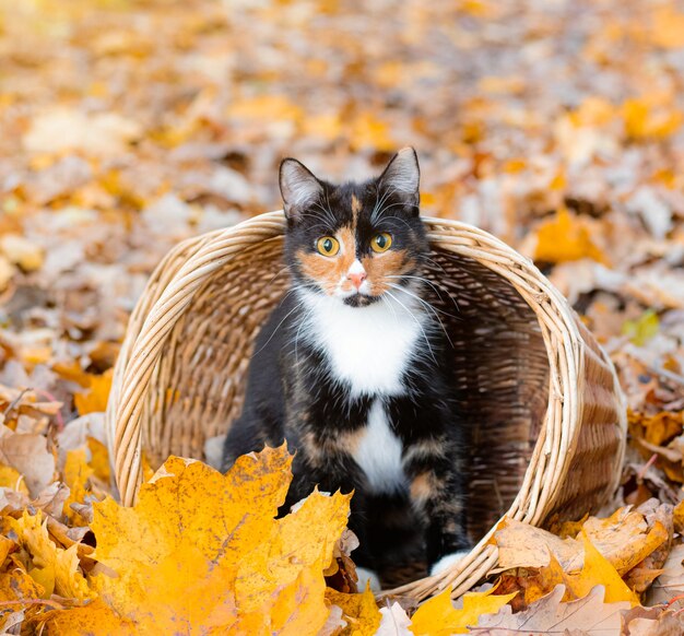 Cat sitting in a basket and autumn leaves 