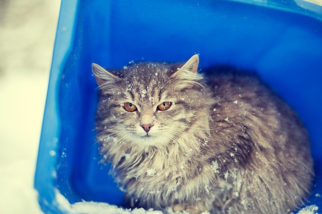 Cat sitting in a basket outdoor in winter in snowfall The cat hiding from the blizzard