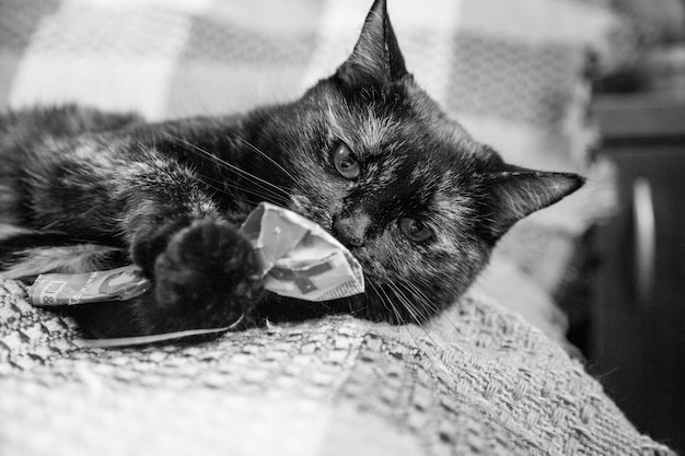 A cat sitting on the bed