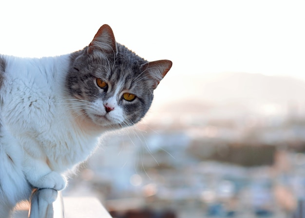 Cat sitting on the edge of a terrace looking at the landscape