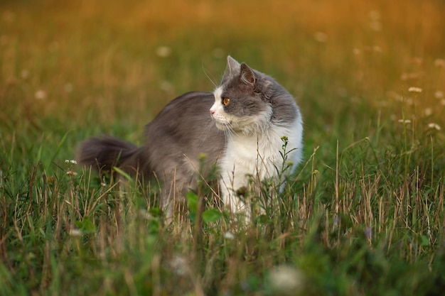 Cat sitting in the field on autumn day Fluffy cat in autumn park Sute cat in fall