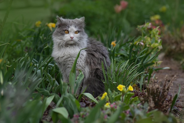 Cat sitting in flowers in the summer Kitten sitting on the field with flowers