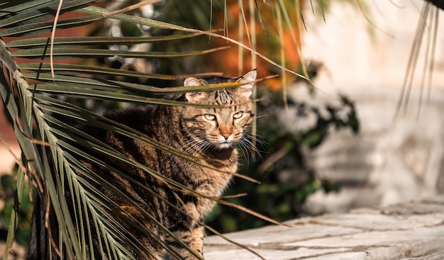 Cat Sitting Under Palm Branches In Summer Garden. Tabby cat, brown, black and white kitten, domestic cat portrait under palm tree