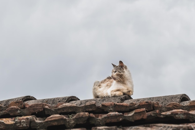 Photo cat sitting on rock against sky