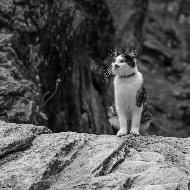 Photo cat sitting on rock