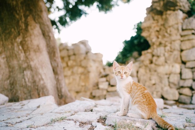 Photo cat sitting on rock