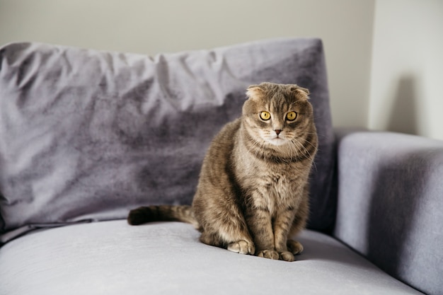 Cat sitting on sofa