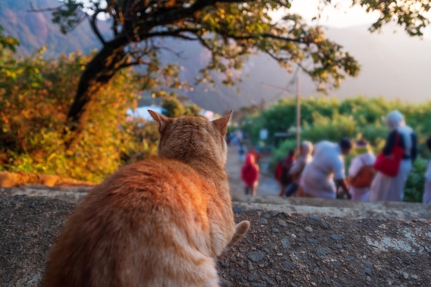 Cat sitting on stone staircase and looking on people