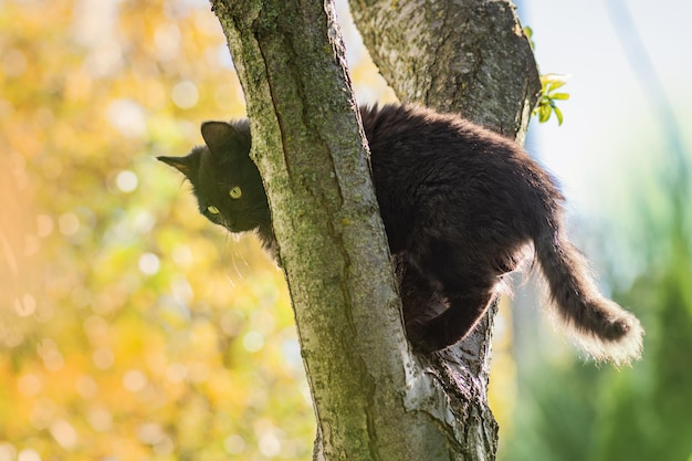 Cat sitting on a tree in green garden Kitten on tree hidden in leaves