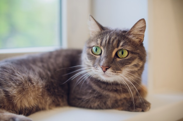 Cat sitting on a window sill and looking at the rainy city. Focus on the eyes of a cat.