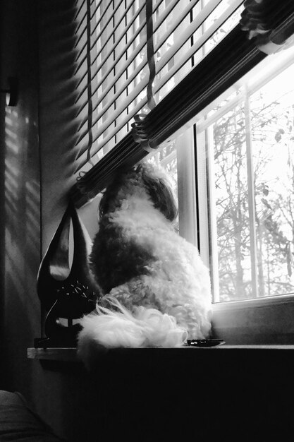 Photo cat sitting in a window