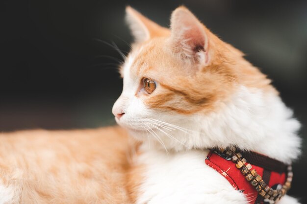 Cat sitting on wooden plank with bell in her neck looking away