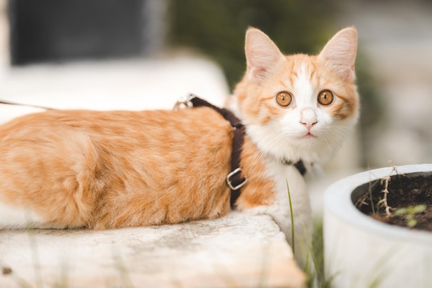 Cat sitting on wooden plank with bell in her neck looking away