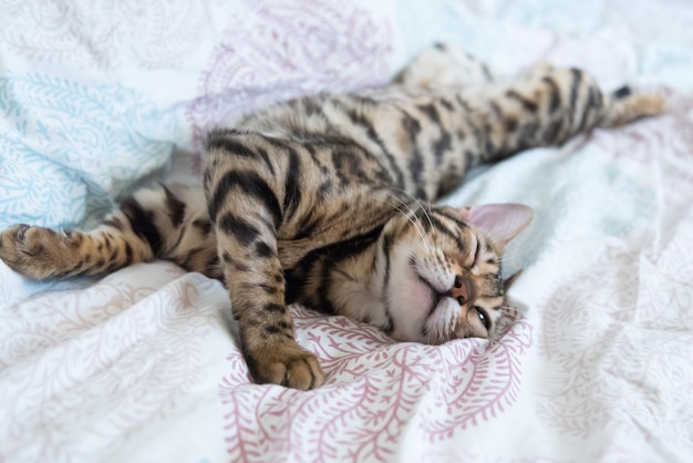 Photo cat sleeping on bed