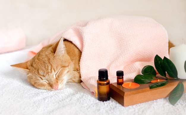 A cat sleeping on a massage table while taking spa treatments