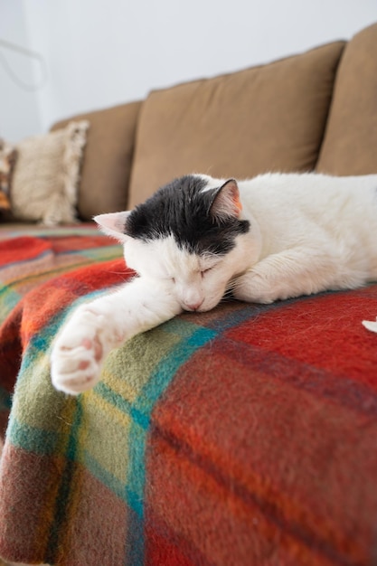 Cat sleeping on sofa