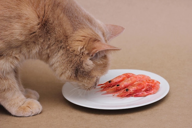 A cat sniffing boiled shrimp on a plate. Seafood in the diet of cats. The diet of pets.