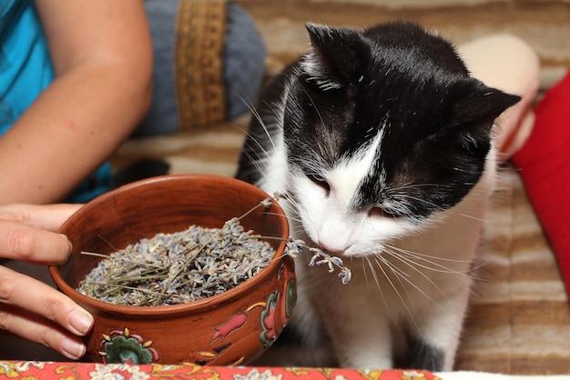 Cat sniffs dried lavender flowers