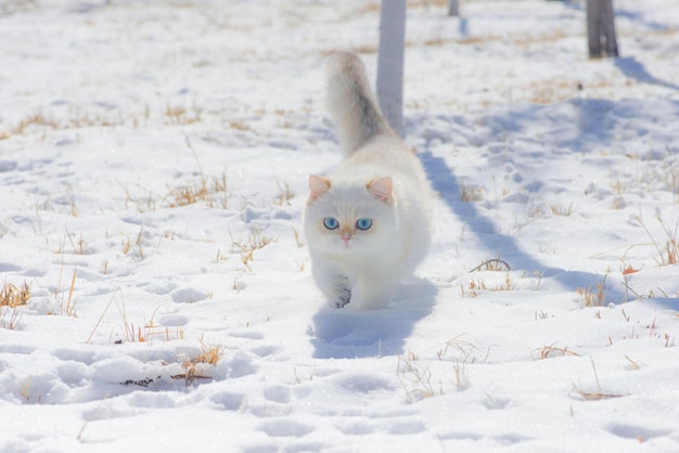 cat snow in rain