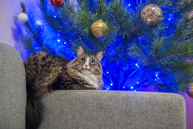 Cat on a sofa near the Christmas tree.