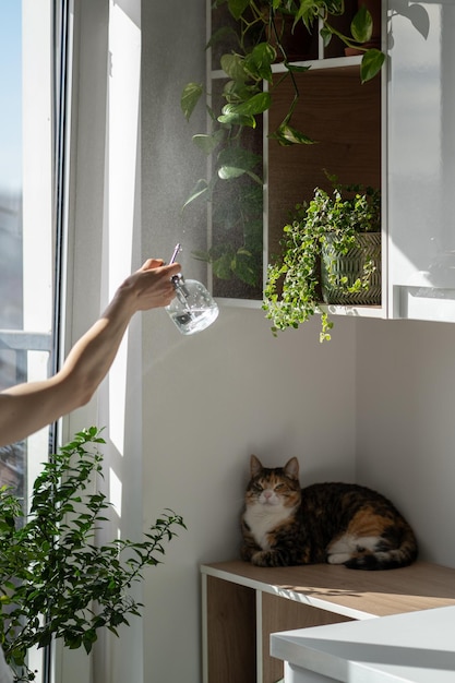 Cat squeezing and sitting on wooden shelf with houseplants while female owner watering plants