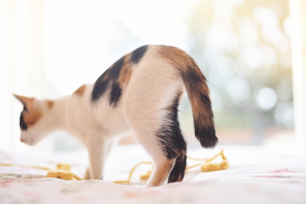 Cat standing in bed watching