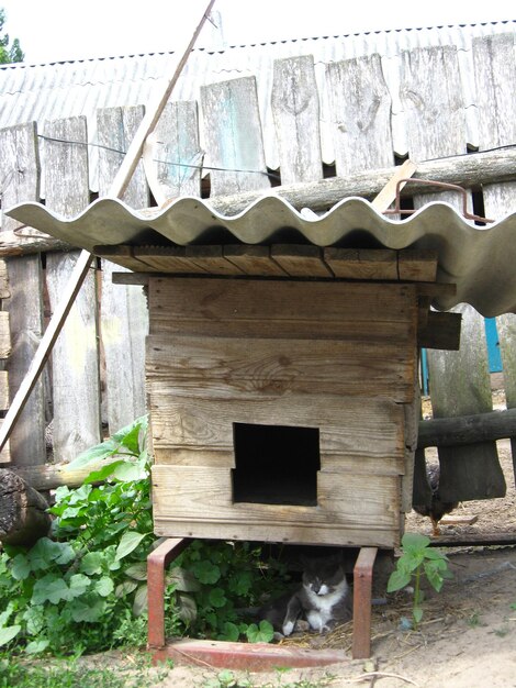 Cat not starting up a dog under kennel