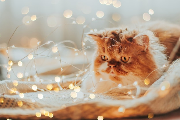 cat surrounded by Christmas lights