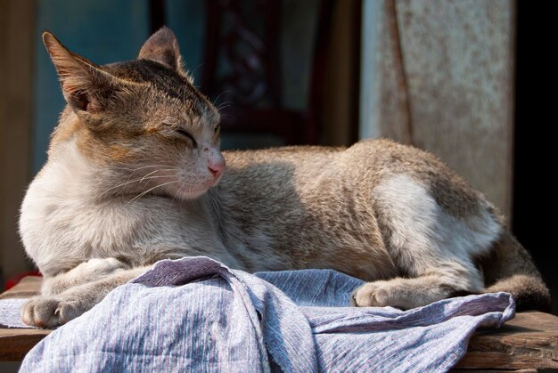 A Cat in the table premium photo