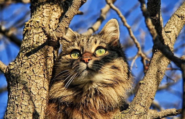 Cat on a tree looking in to the sun