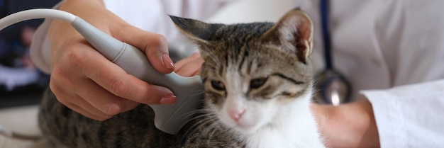 Cat undergoes an ultrasound in vet office veterinarian makes ultrasound examination of abdomen