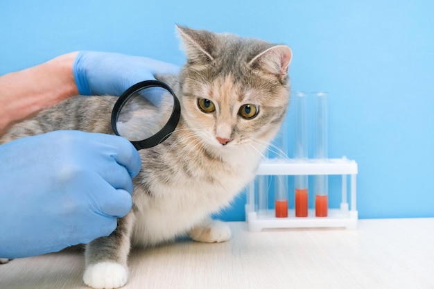 Cat at the vet. veterinarian looks at the skin of a cat with a magnifying glass, searching for fleas in the fur of an animal