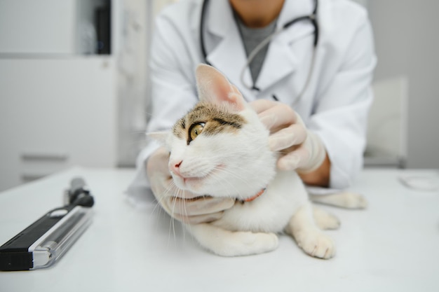 Cat visiting vet for regular checkup