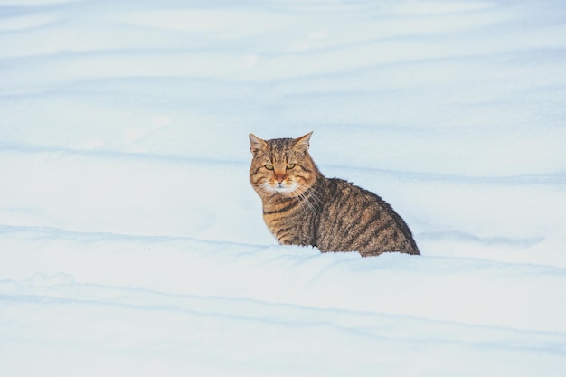 Cat walking in the deep snow in winter