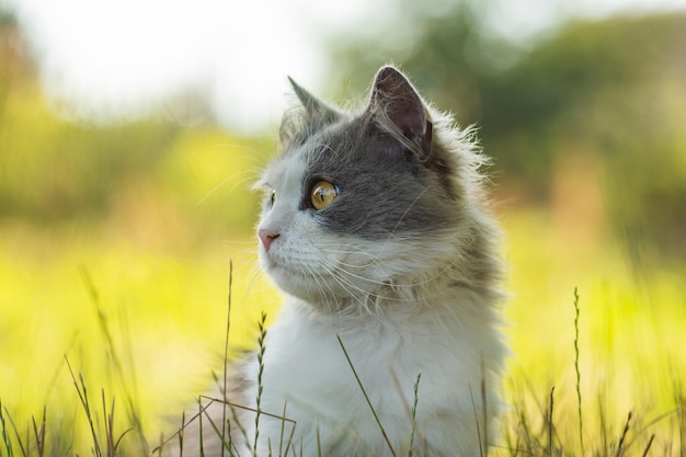 Cat walking in the green grass in the courtyard Outdoor atmospheric lifestyle cat photo