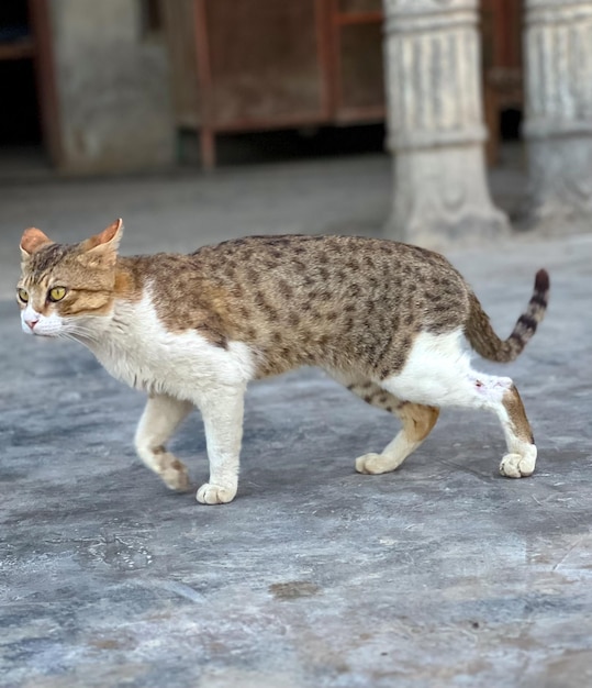 A Cat Walking at home