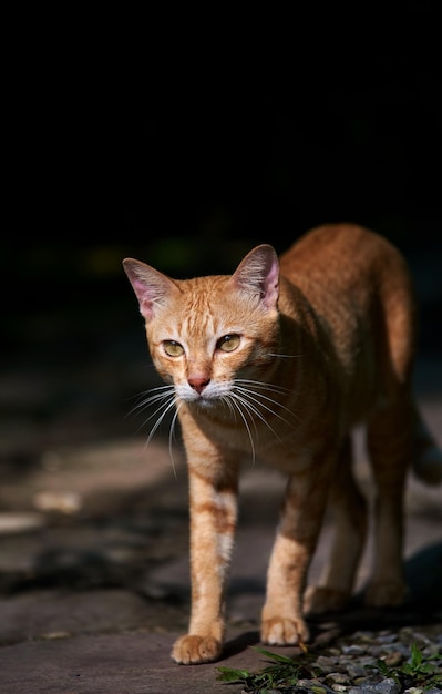 Photo a cat walking on the road