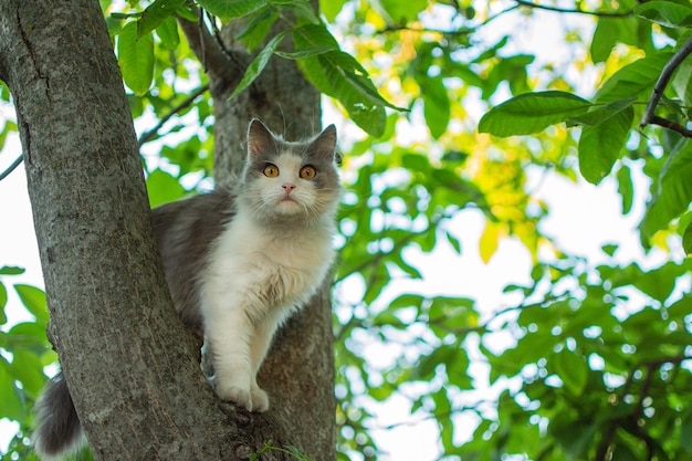 Cat walking on the tree in the garden Kitten with a worried look try not fall off of a tree