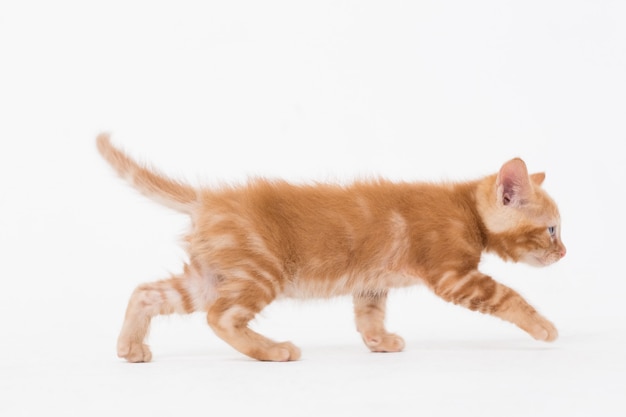 Photo cat walking over white background