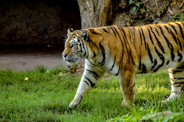 Photo cat walking in a zoo