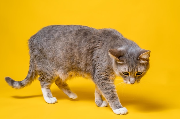 Cat walks cautiously and uncertainly looking interested and incredulous Studio yellow background