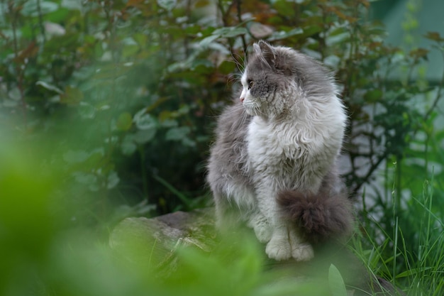 Cat walks through a patch of flowers Lying cat in flowers Beauty cat in nature and bright sunlight