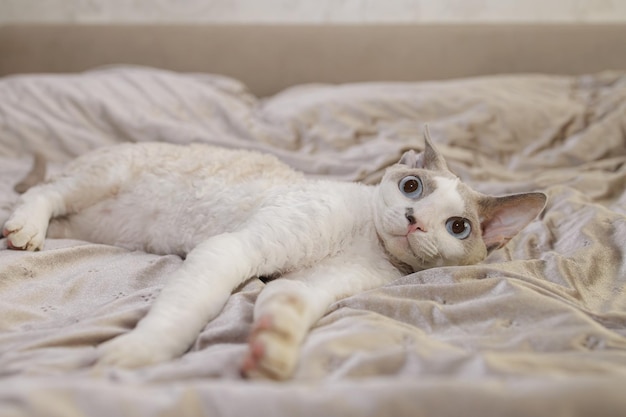 The cat was suddenly frightened after waking up A frightened cat with big eyes and pinned ears