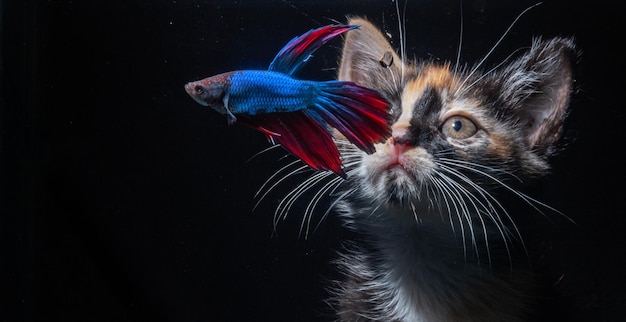 The cat watches the fish from behind the aquarium on a black background.