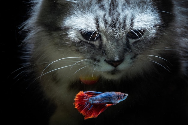 The cat watches the fish from behind the aquarium on a black background.