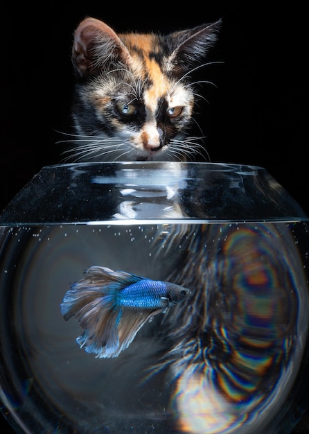 The cat watches the fish from behind the aquarium on a black background.