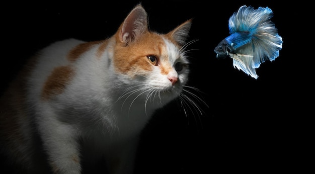 The cat watches the fish from behind the aquarium on a black background.