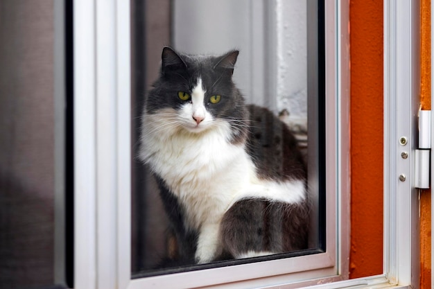 Cat watching through window